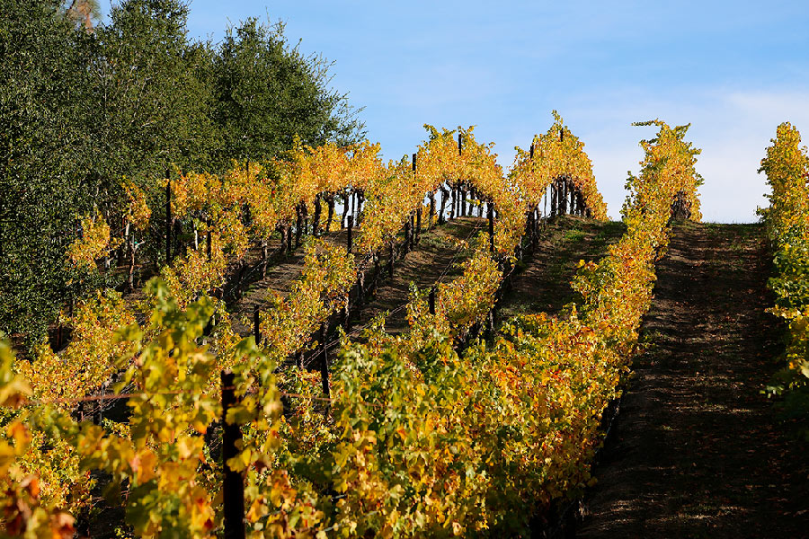 Up & Down Cathiard Vineyard